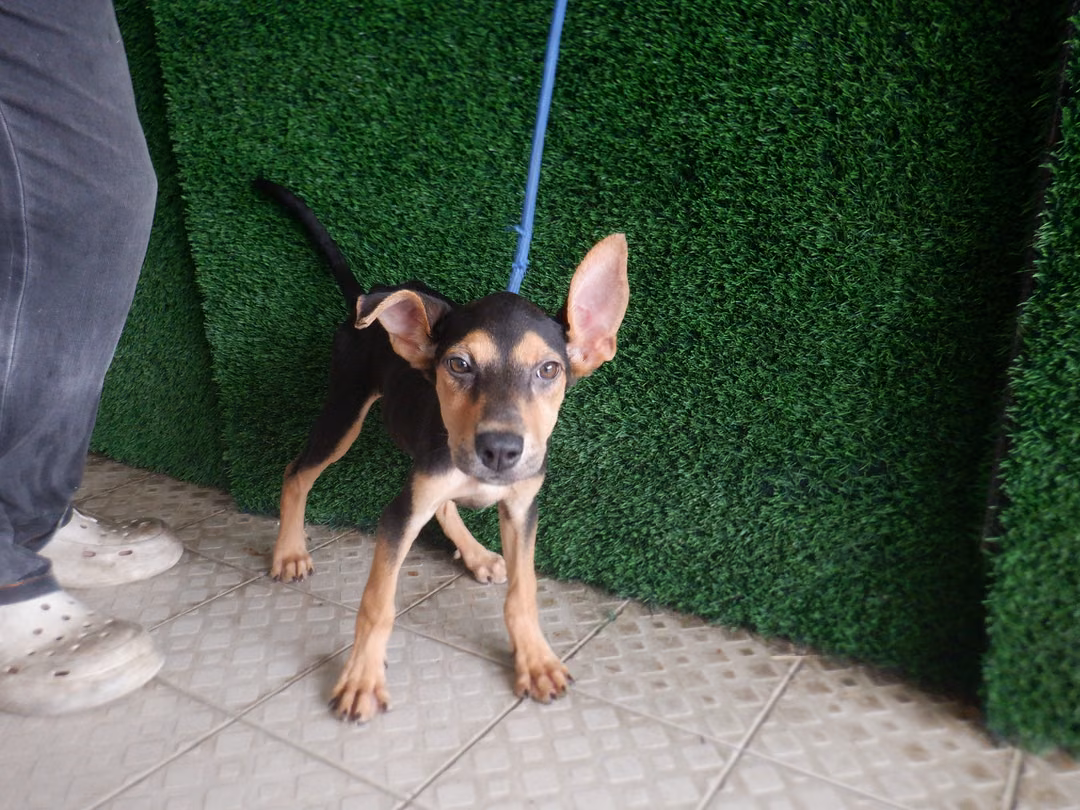 The dog, from the shelter's listing