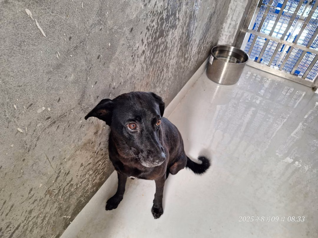 The dog, from the shelter's listing