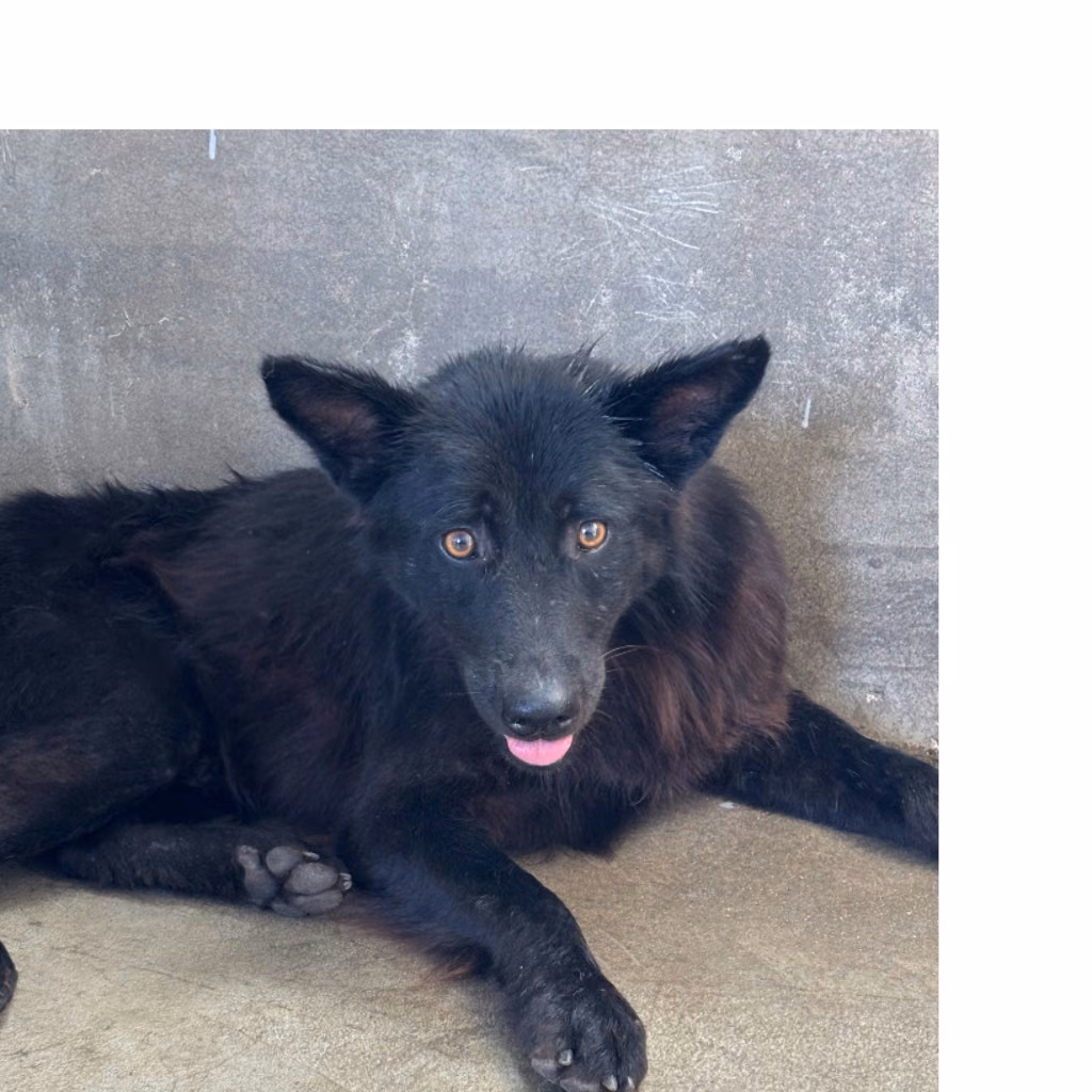 The dog, from the shelter's listing