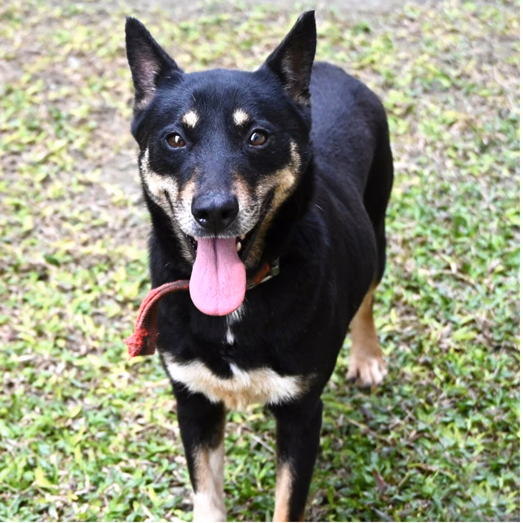 The dog, from the shelter's listing