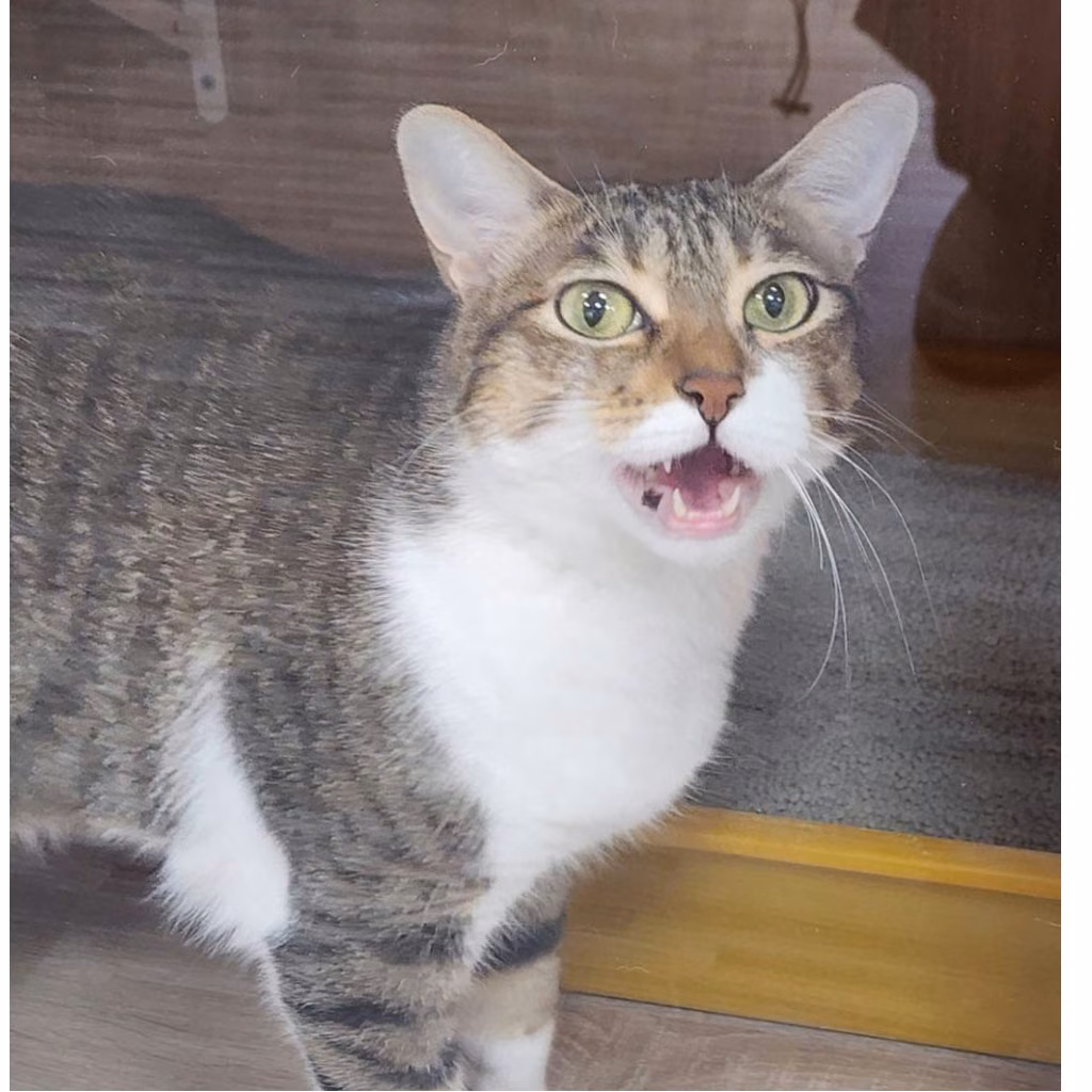 The cat, from the shelter's listing