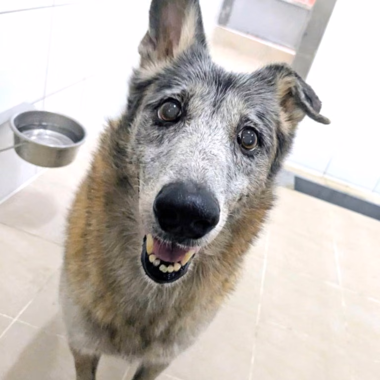 The dog, from the shelter's listing