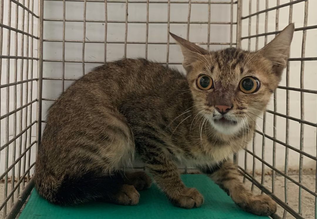 The cat, from the shelter's listing
