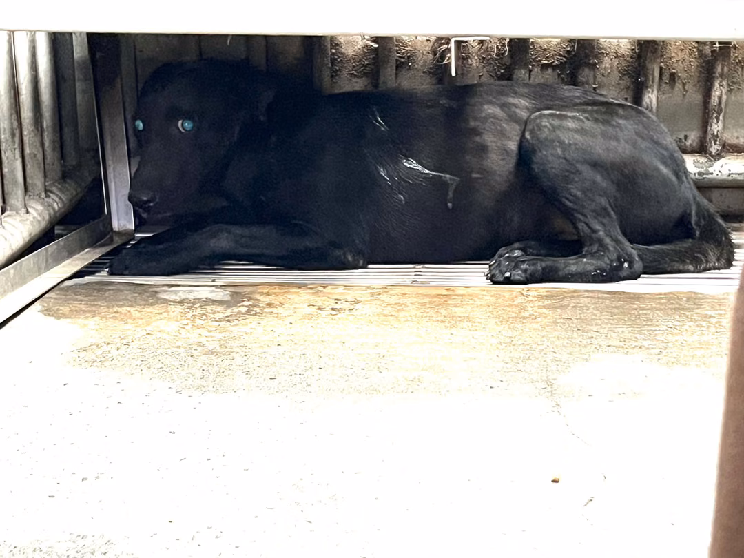 The dog, from the shelter's listing