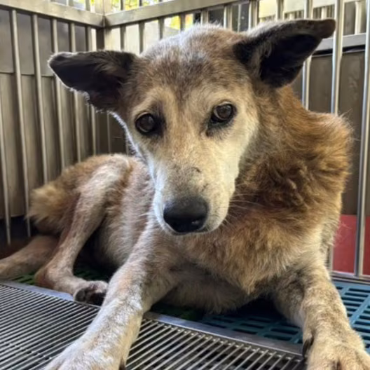 The dog, from the shelter's listing