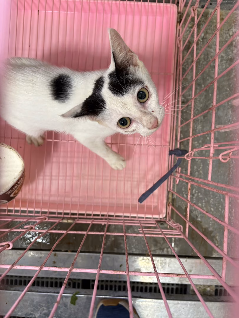 The cat, from the shelter's listing