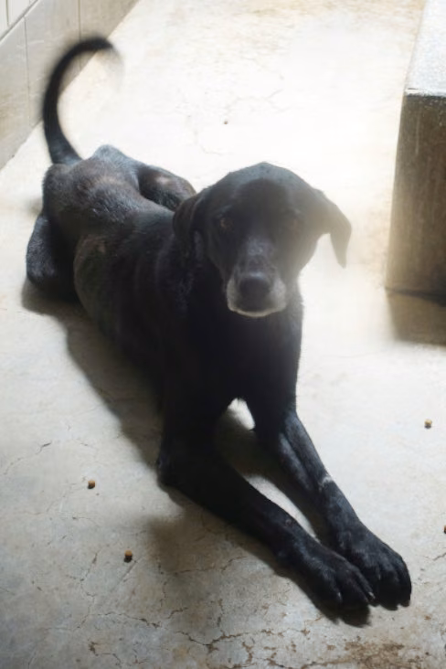 The dog, from the shelter's listing