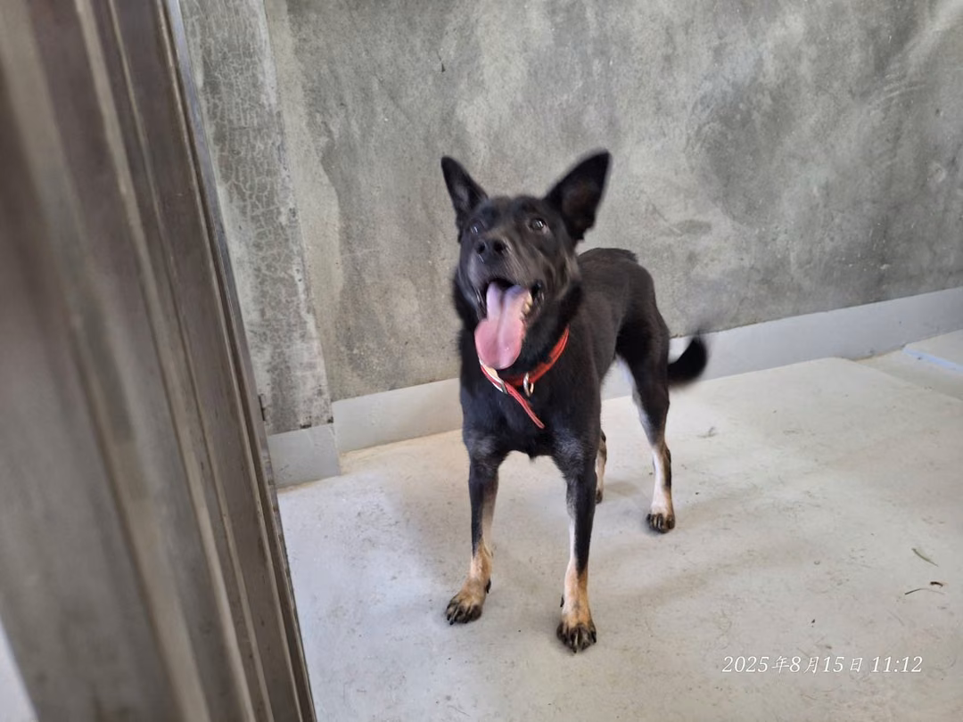 The dog, from the shelter's listing