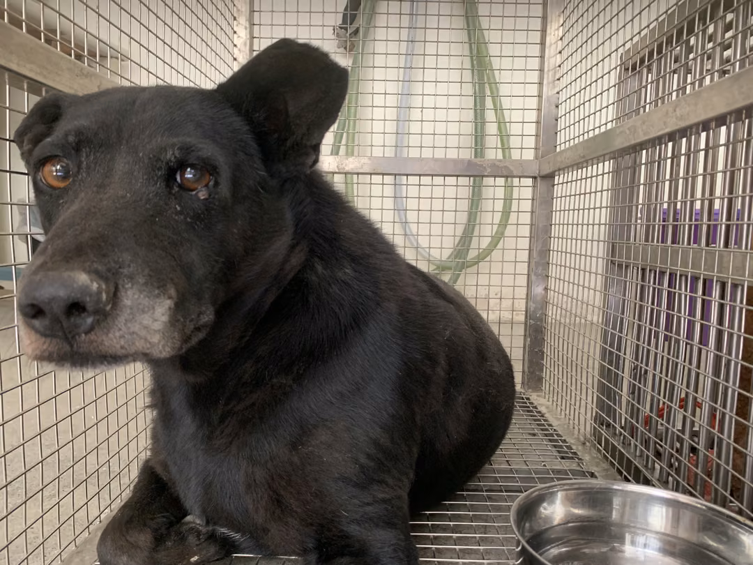 The dog, from the shelter's listing