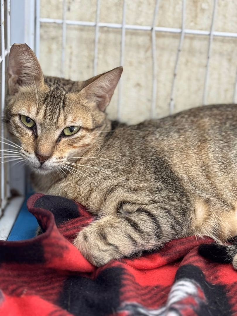 The cat, from the shelter's listing