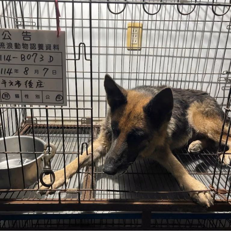 The dog, from the shelter's listing