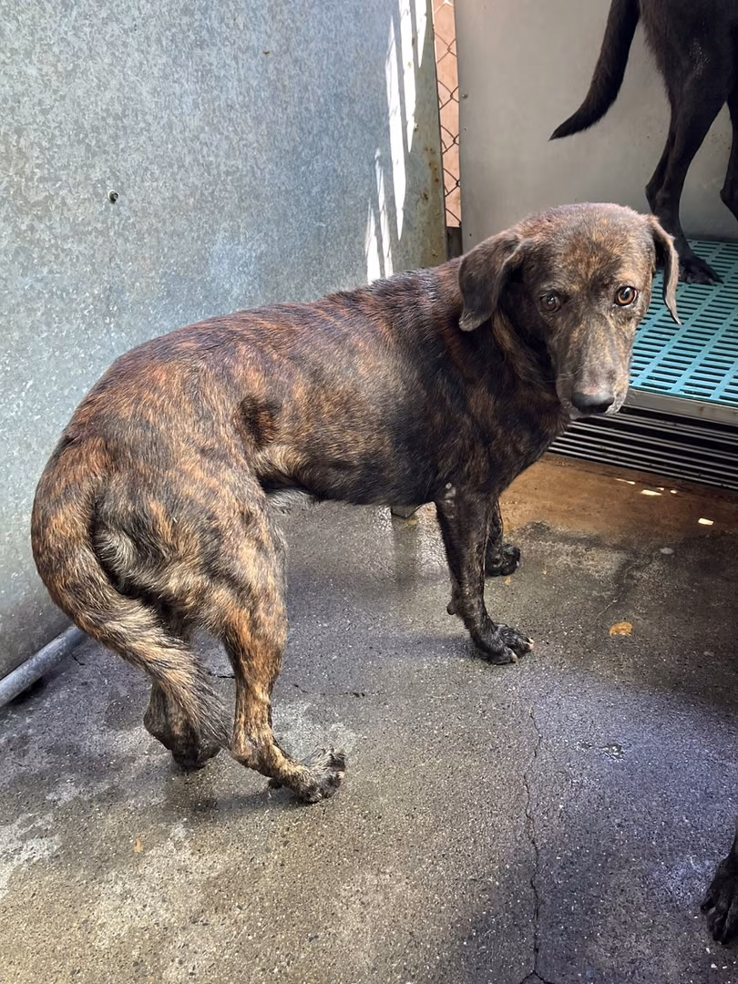 The dog, from the shelter's listing
