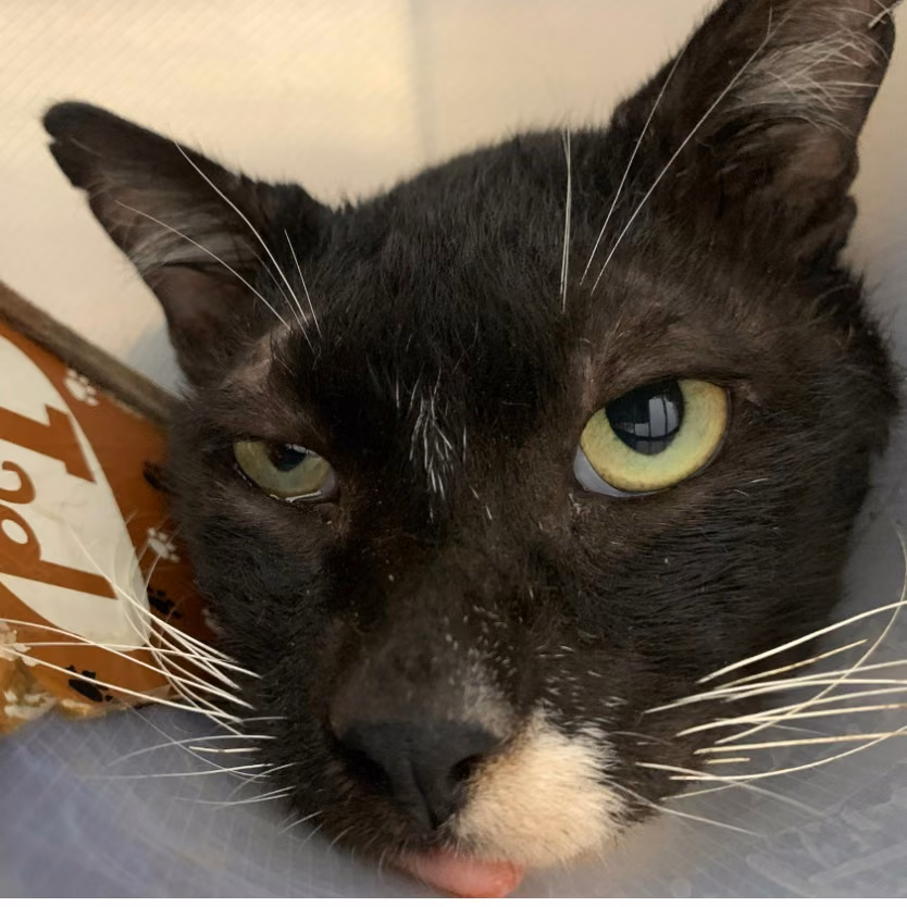 The cat, from the shelter's listing