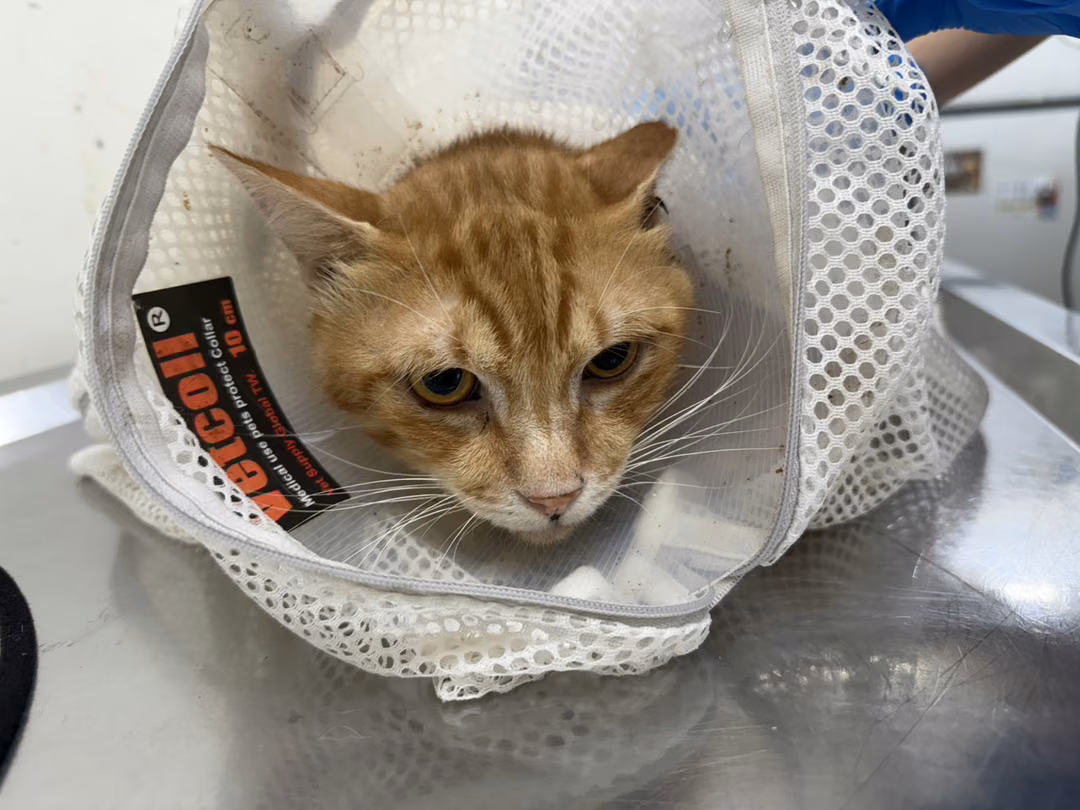 The cat, from the shelter's listing
