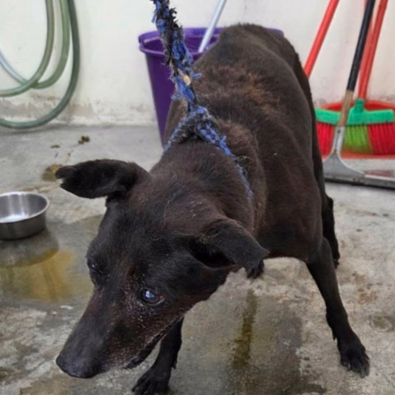 The dog, from the shelter's listing
