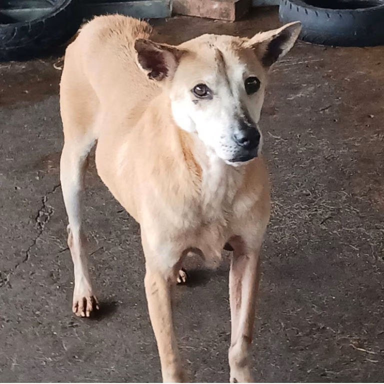 The dog, from the shelter's listing