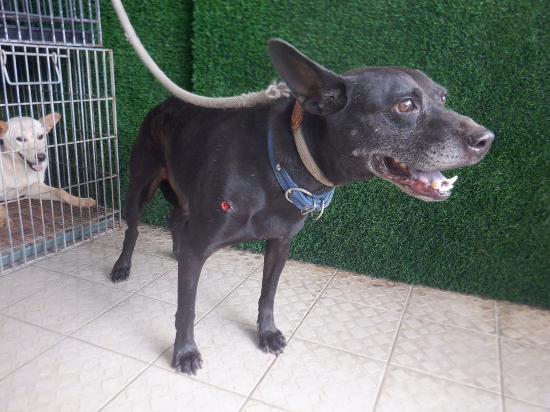 The dog, from the shelter's listing