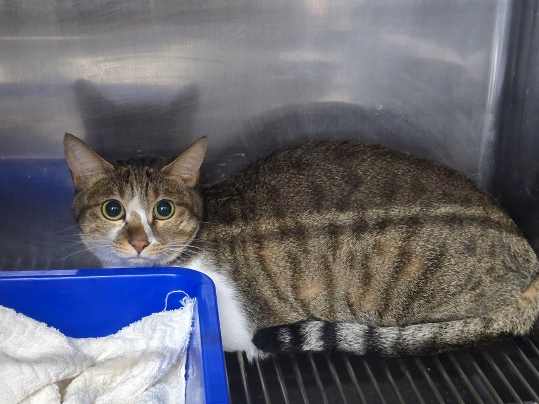 The cat, from the shelter's listing