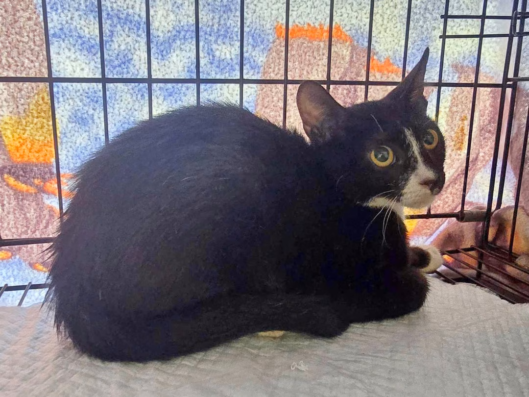 The cat, from the shelter's listing