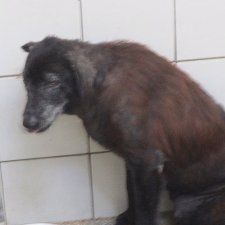 The dog, from the shelter's listing