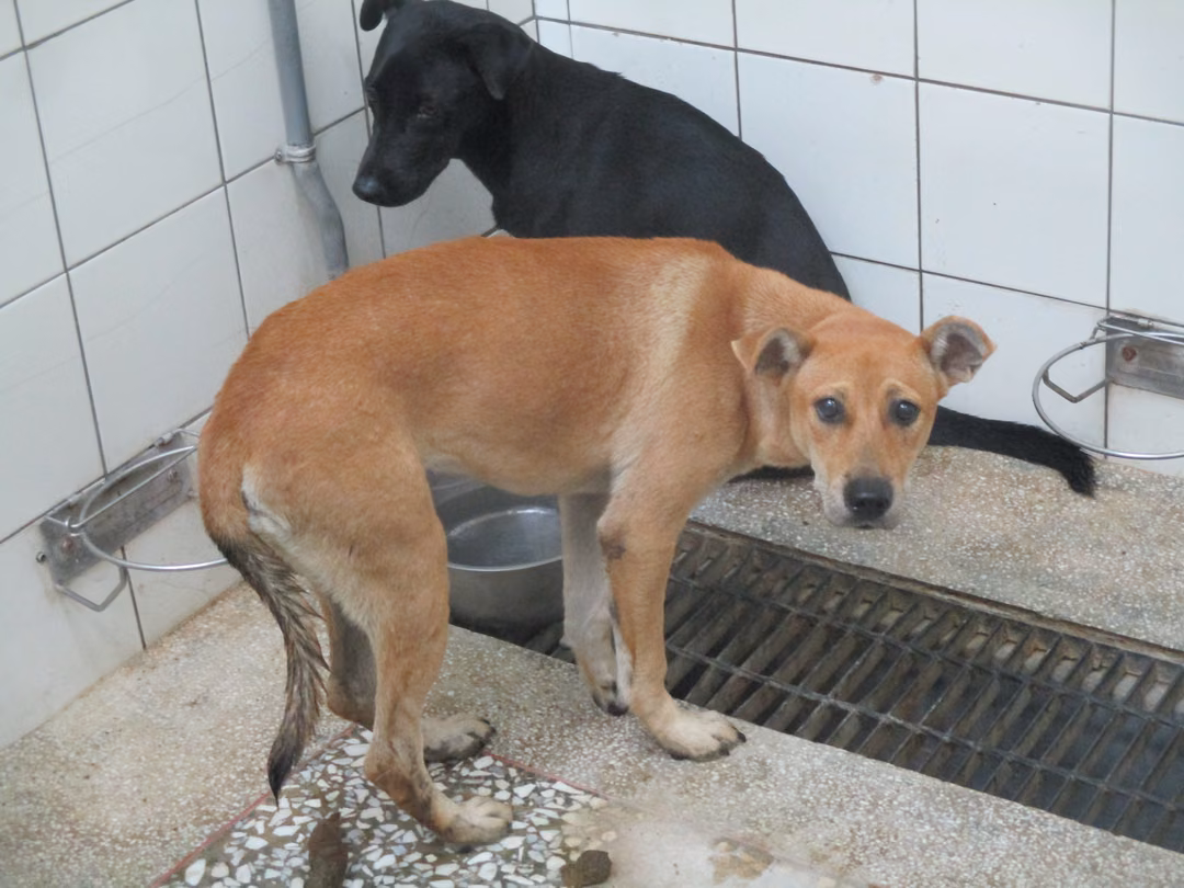 The dog, from the shelter's listing