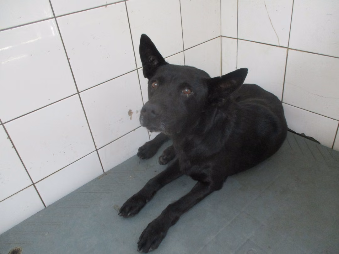 The dog, from the shelter's listing