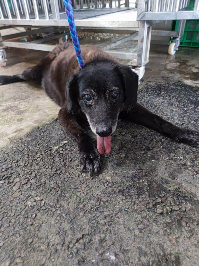 The dog, from the shelter's listing