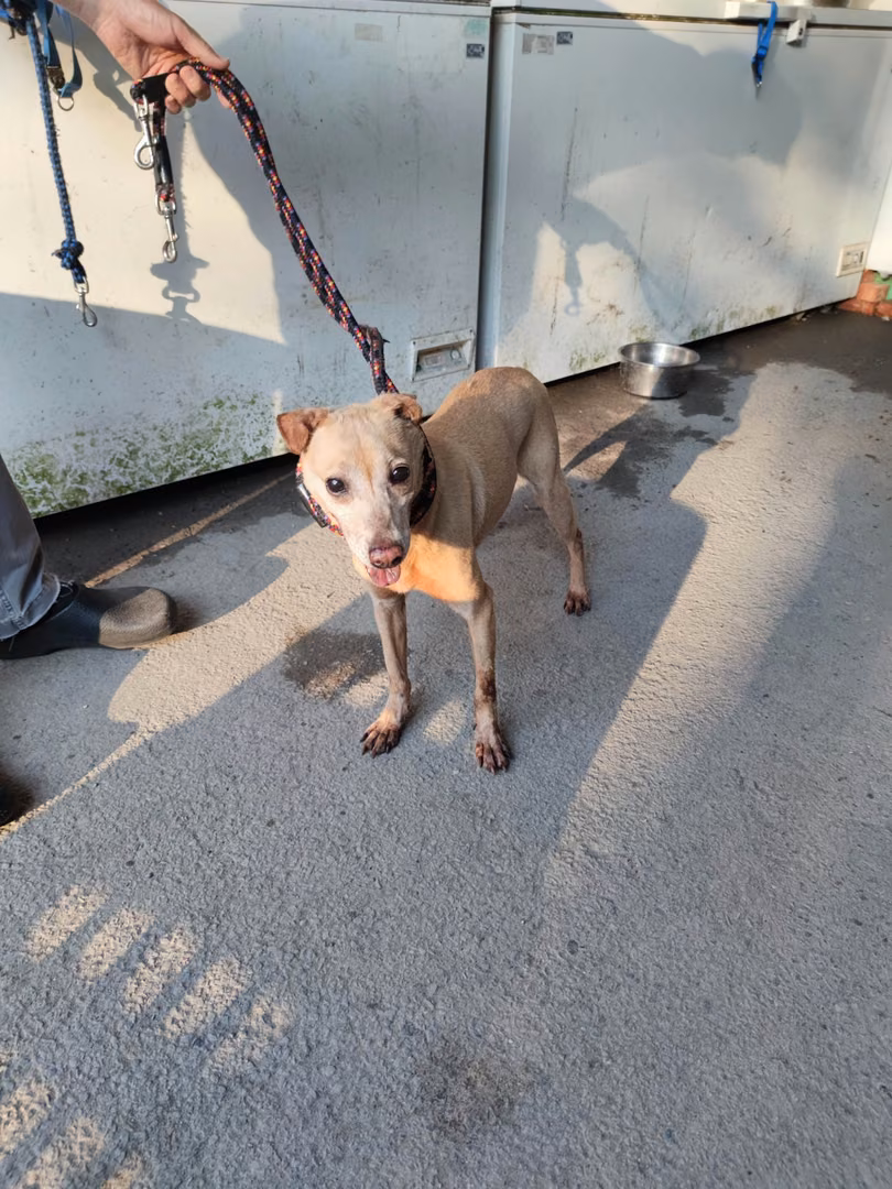 The dog, from the shelter's listing