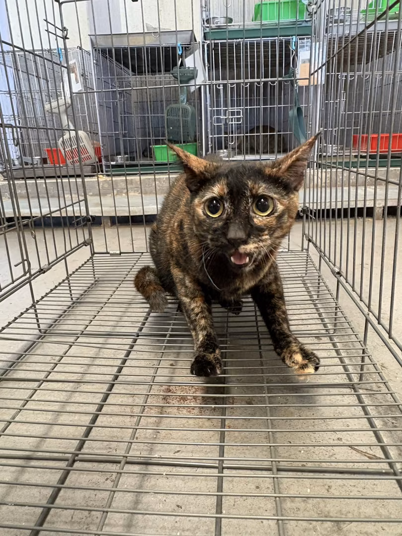 The cat, from the shelter's listing