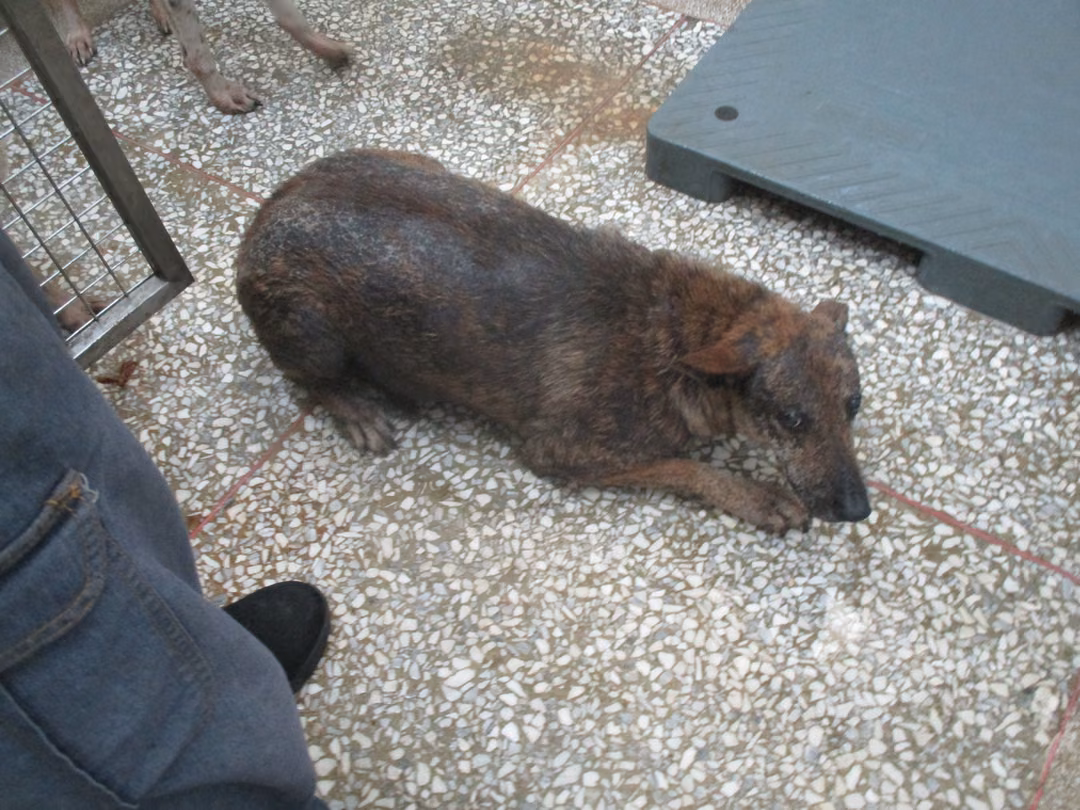 The dog, from the shelter's listing