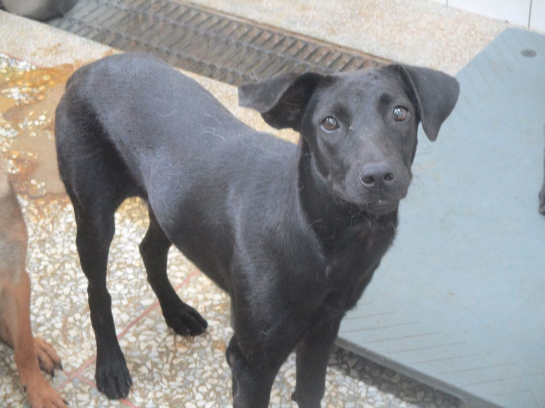 The dog, from the shelter's listing