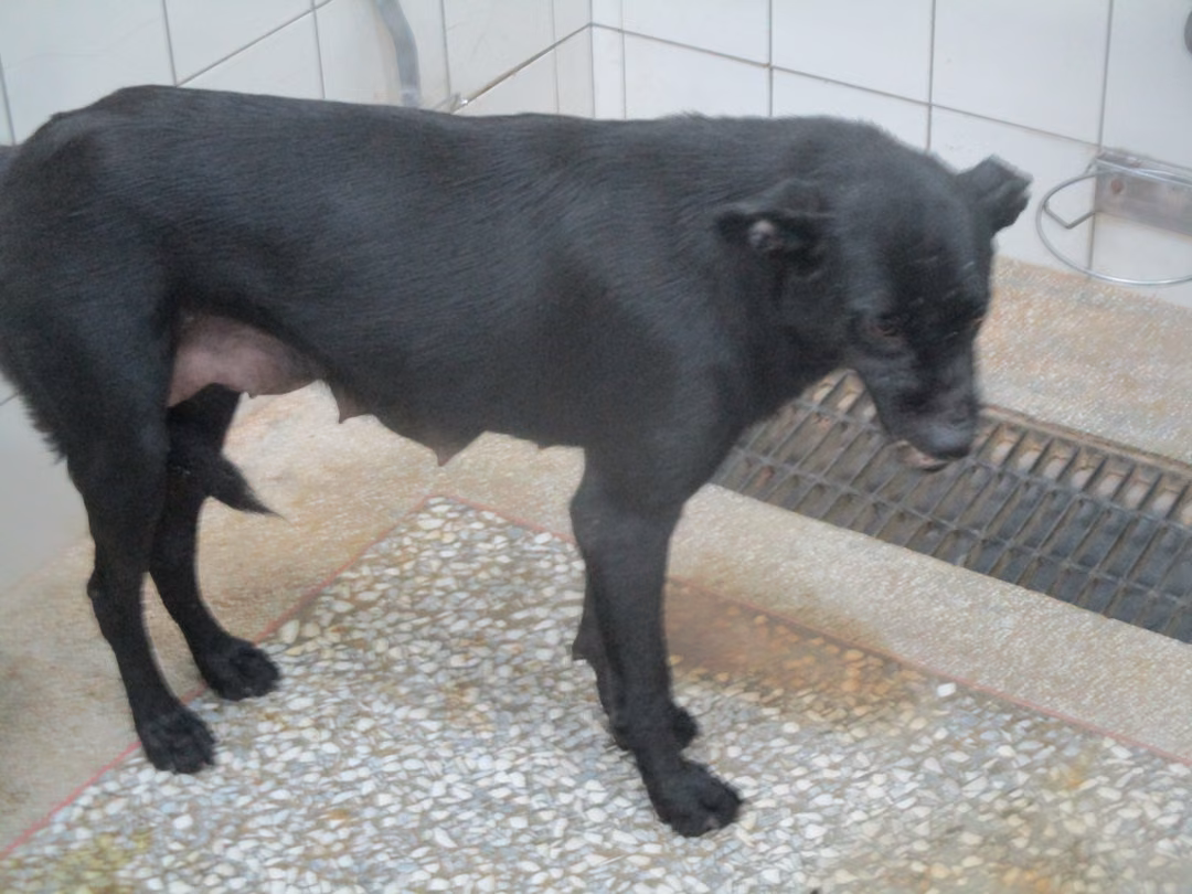 The dog, from the shelter's listing