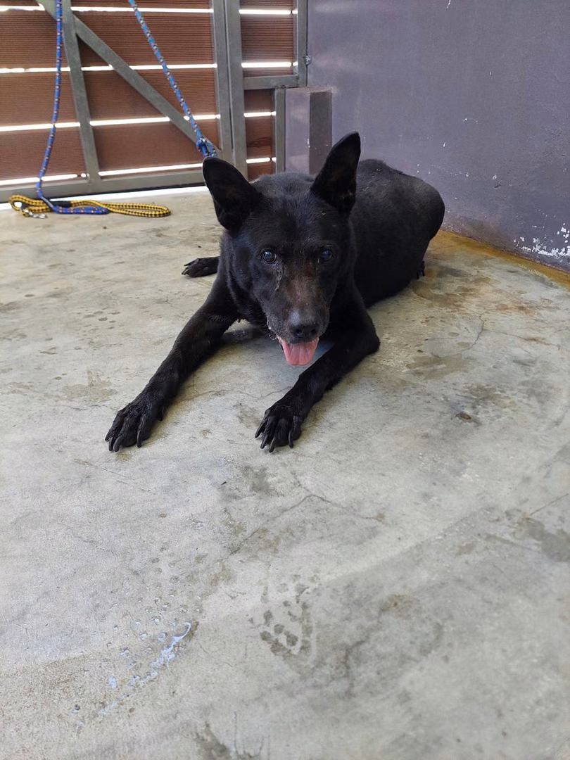 The dog, from the shelter's listing