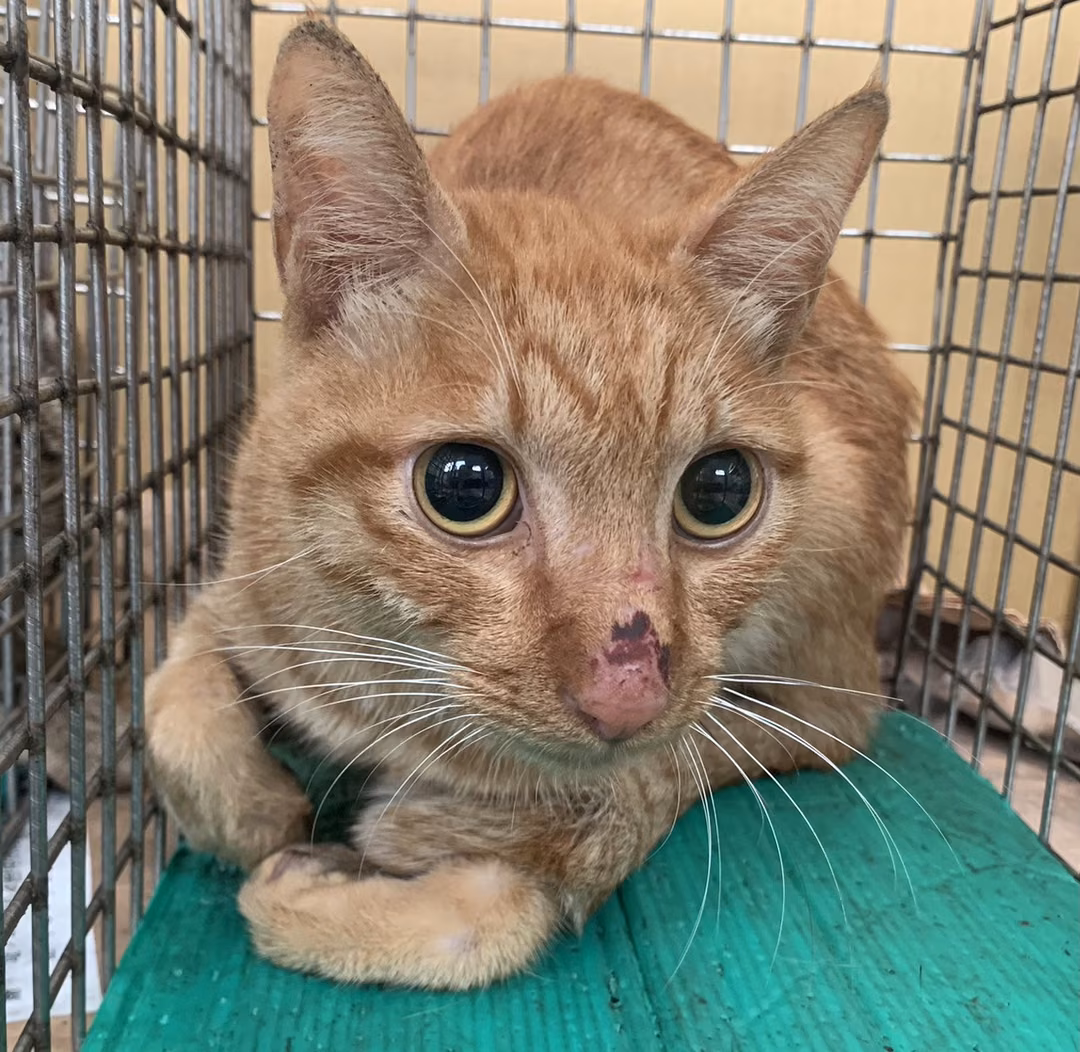 The cat, from the shelter's listing
