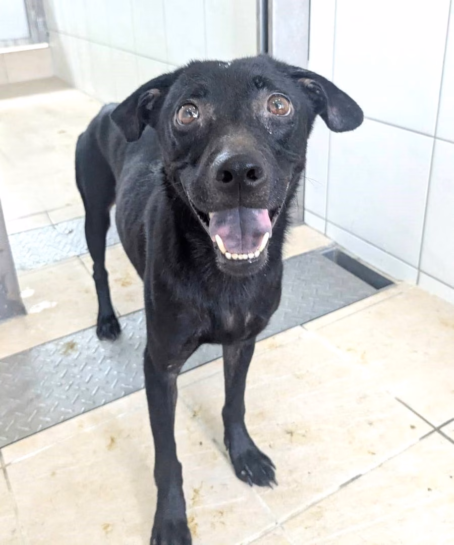 The dog, from the shelter's listing