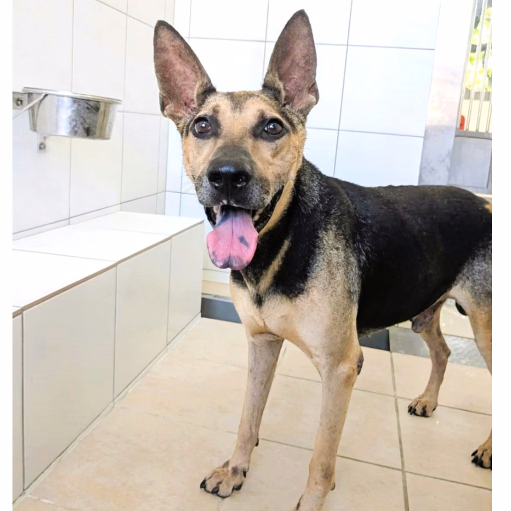 The dog, from the shelter's listing