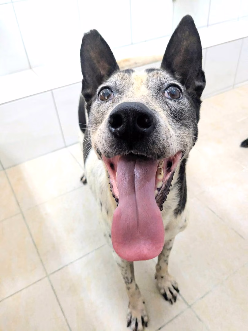 The dog, from the shelter's listing