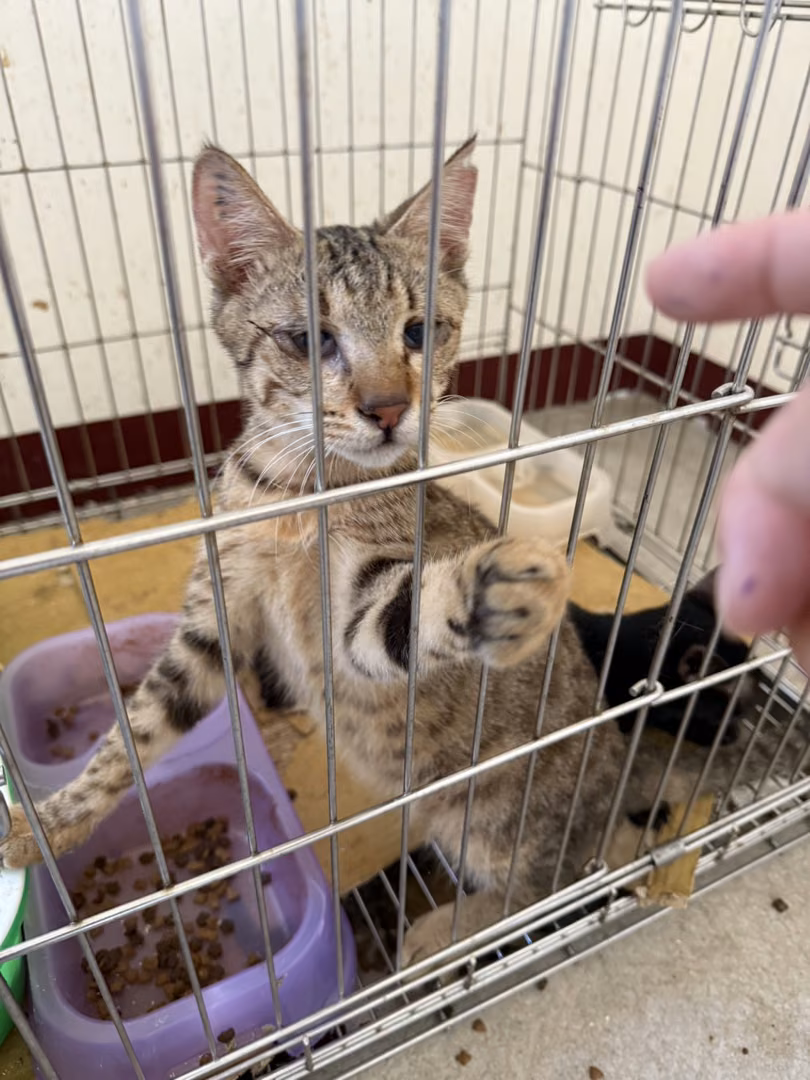 The cat, from the shelter's listing