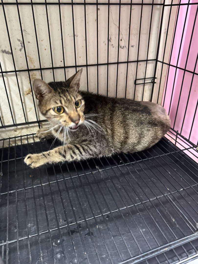 The cat, from the shelter's listing