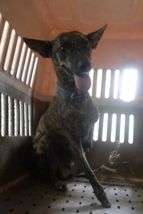 The dog, from the shelter's listing