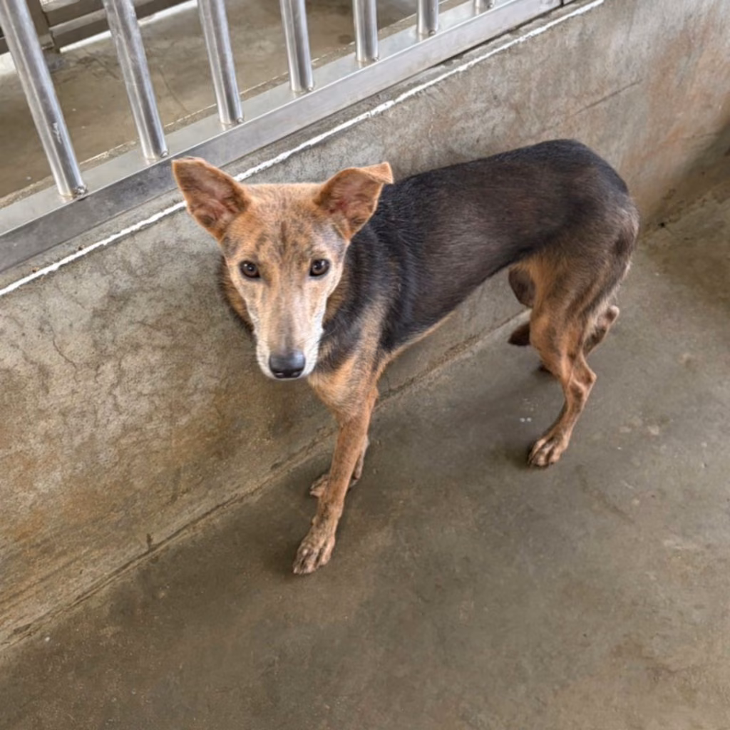 The dog, from the shelter's listing