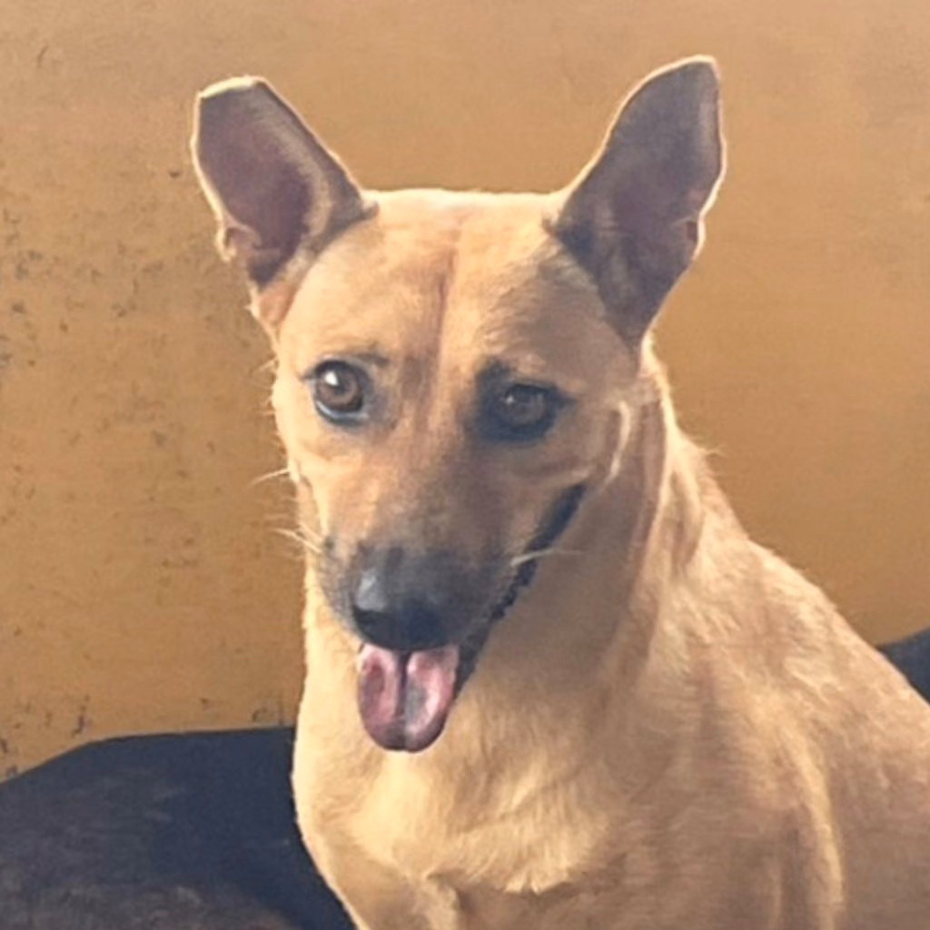 The dog, from the shelter's listing
