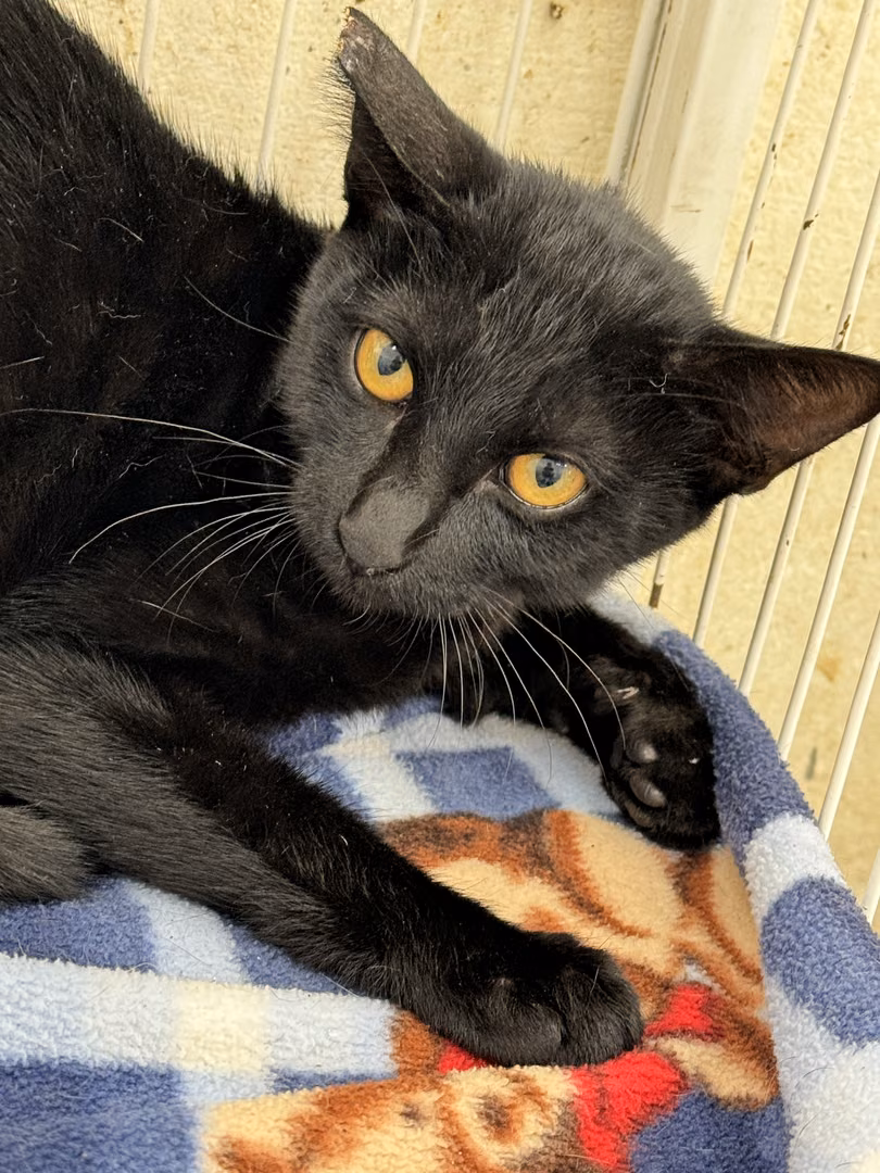 The cat, from the shelter's listing