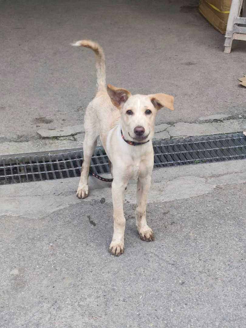 The dog, from the shelter's listing