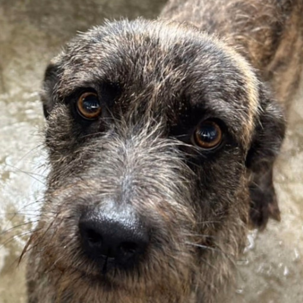 The dog, from the shelter's listing