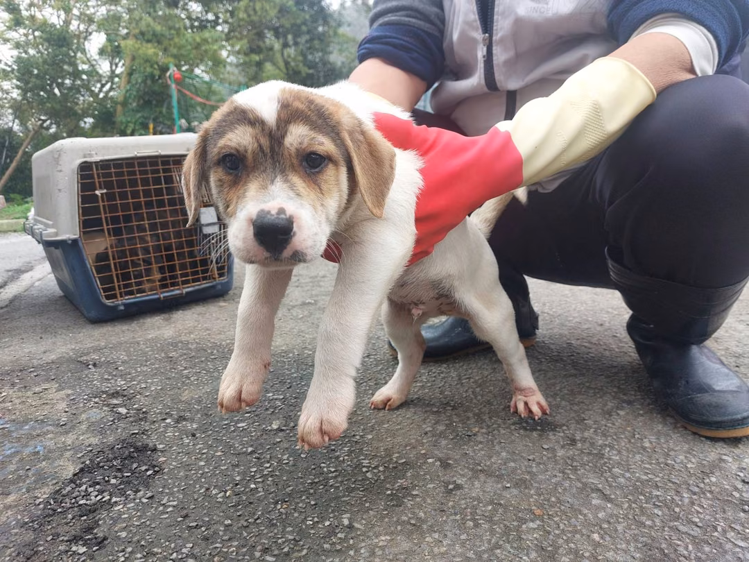 The dog, from the shelter's listing