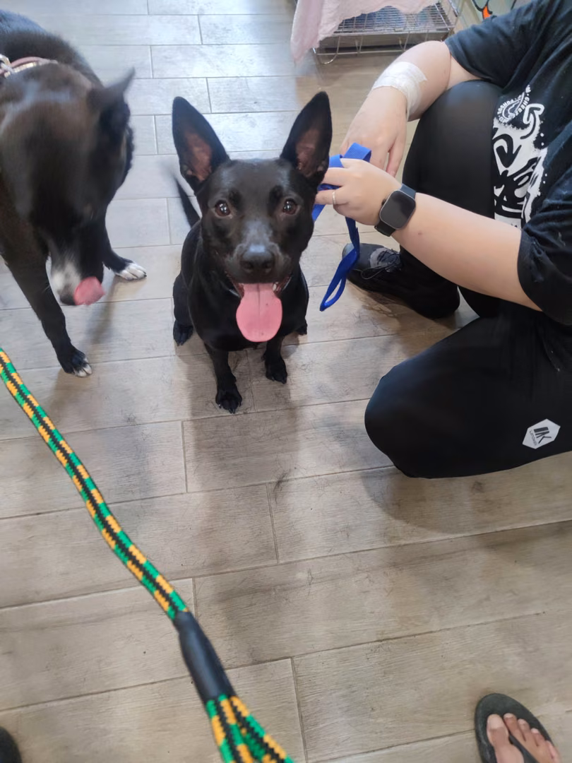 The dog, from the shelter's listing