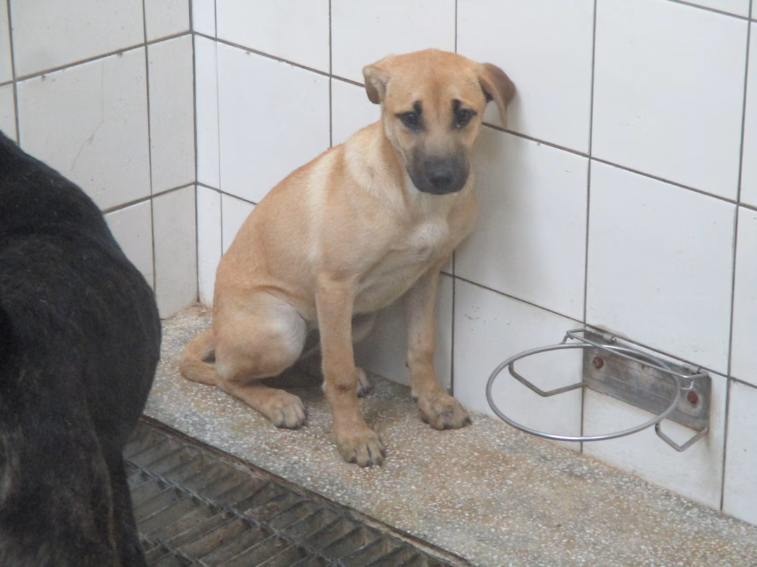 The dog, from the shelter's listing