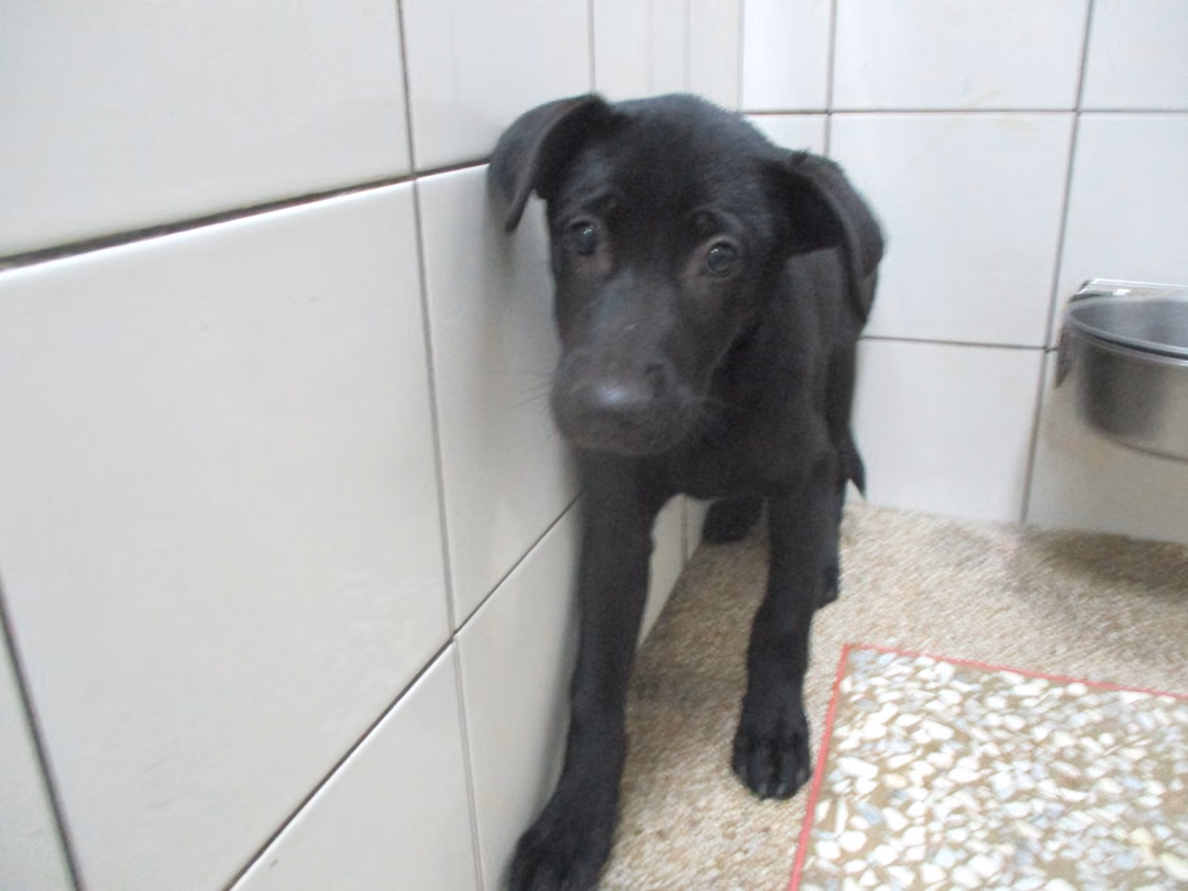 The dog, from the shelter's listing