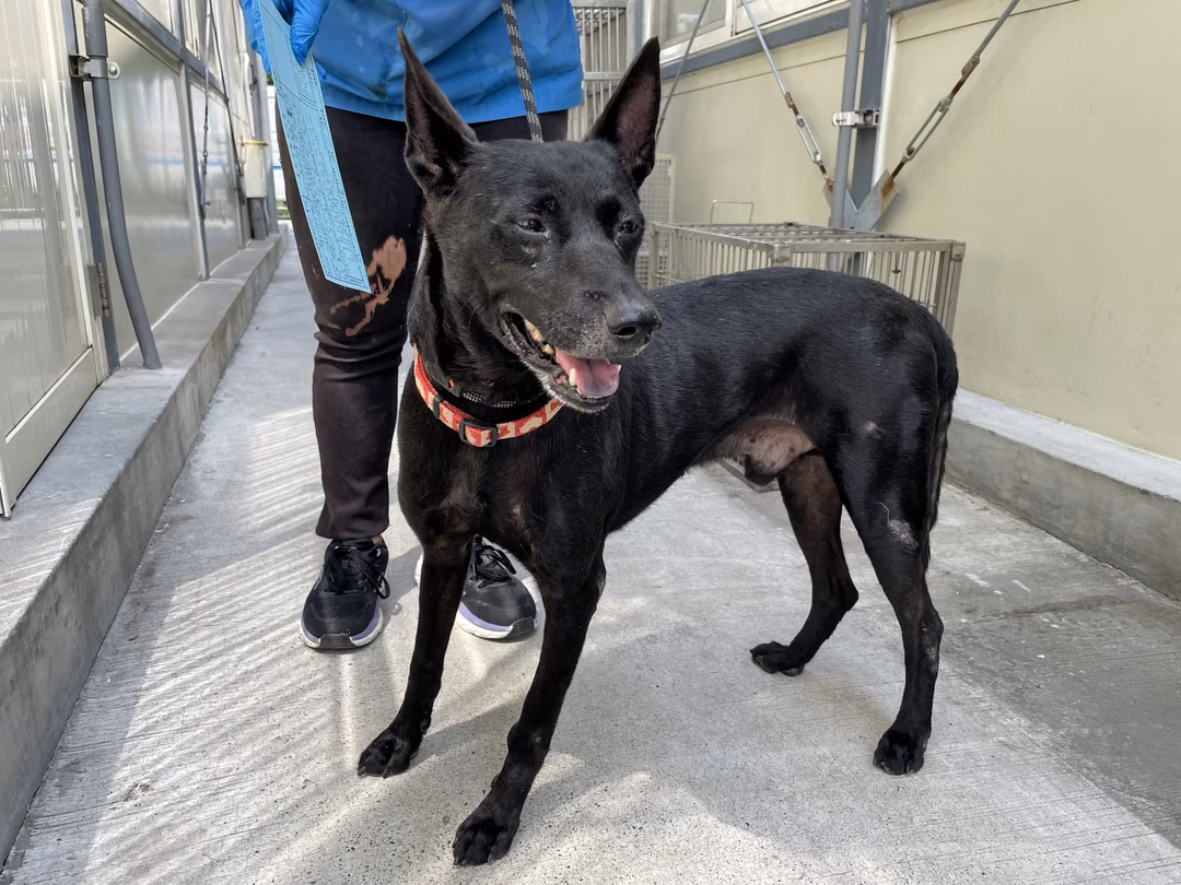 The dog, from the shelter's listing
